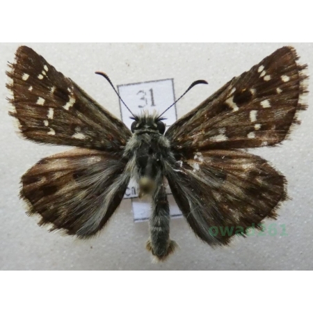 Pyrgus alveus Hübner, 1803 Powszelatek alweus Czech3l